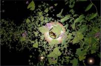 Garden Demo